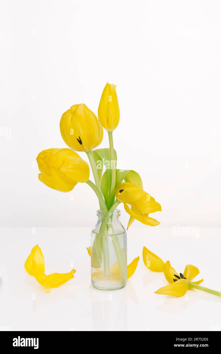 Fresh and faded tulips in a small glass vase Stock Photo - Alamy