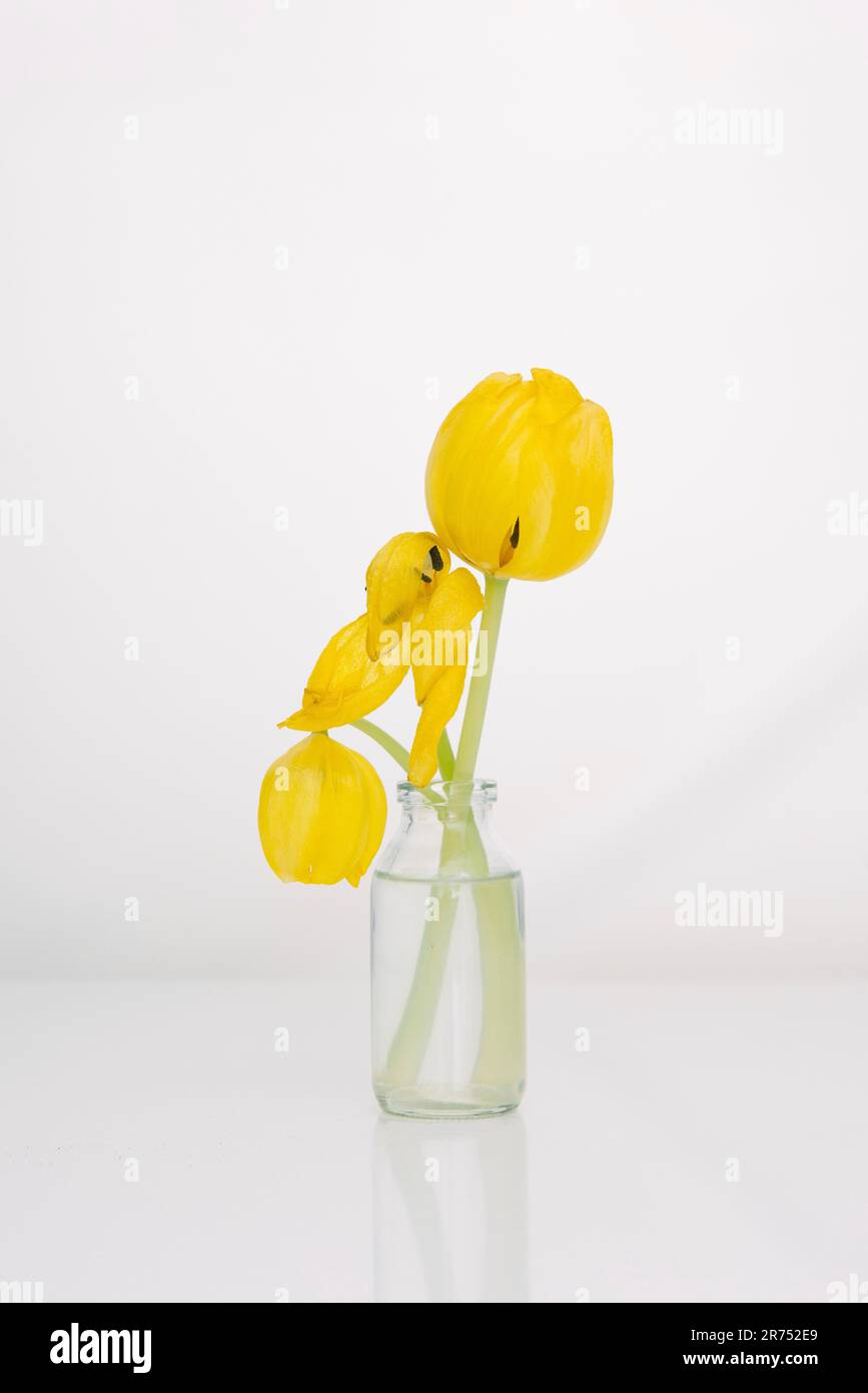 Fresh and faded tulips in a small glass vase Stock Photo - Alamy