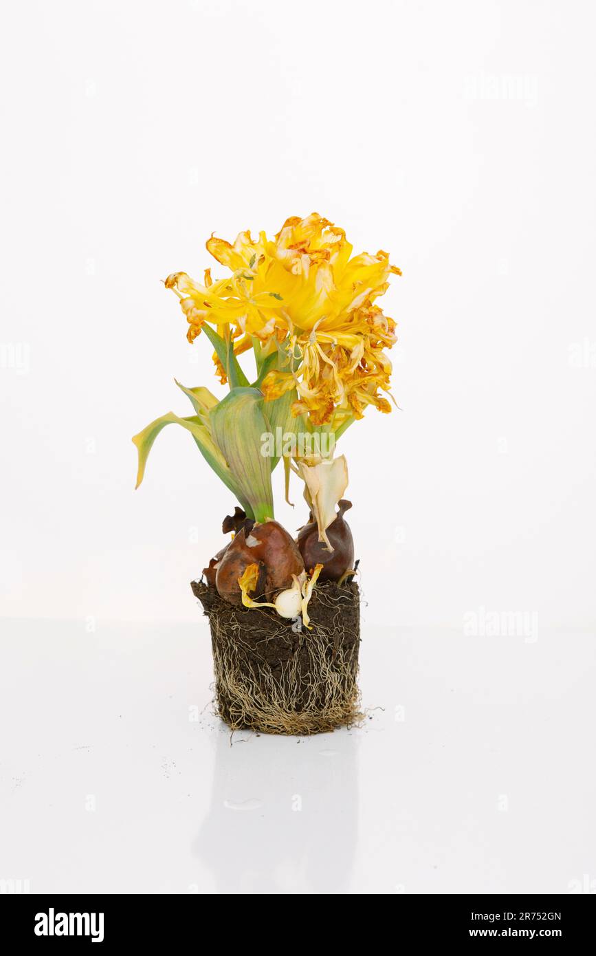 Withered tulip with bulbs and root ball Stock Photo