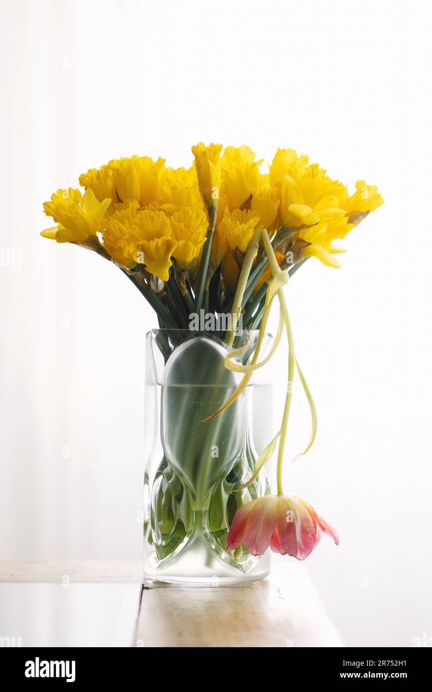 Lush bouquet of yellow daffodils with a single pink tulip Stock Photo