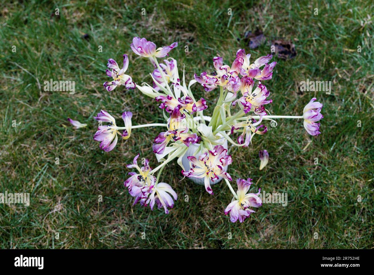 Faded tulip bouquet on a meadow, top view Stock Photo