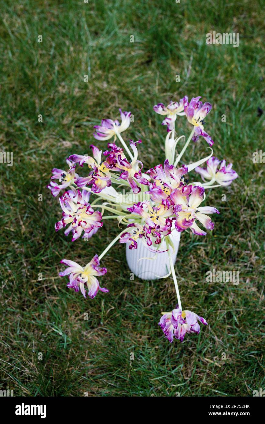 Faded tulip bouquet on a meadow, top view Stock Photo