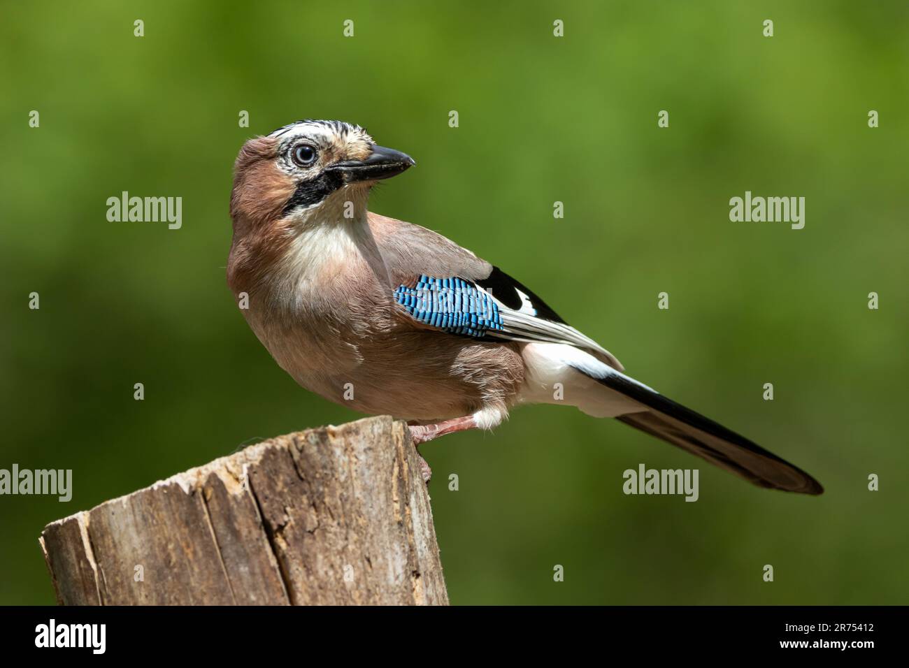 Eurasian Jay (Garrulus glandarius) perched on a log. Stock Photo