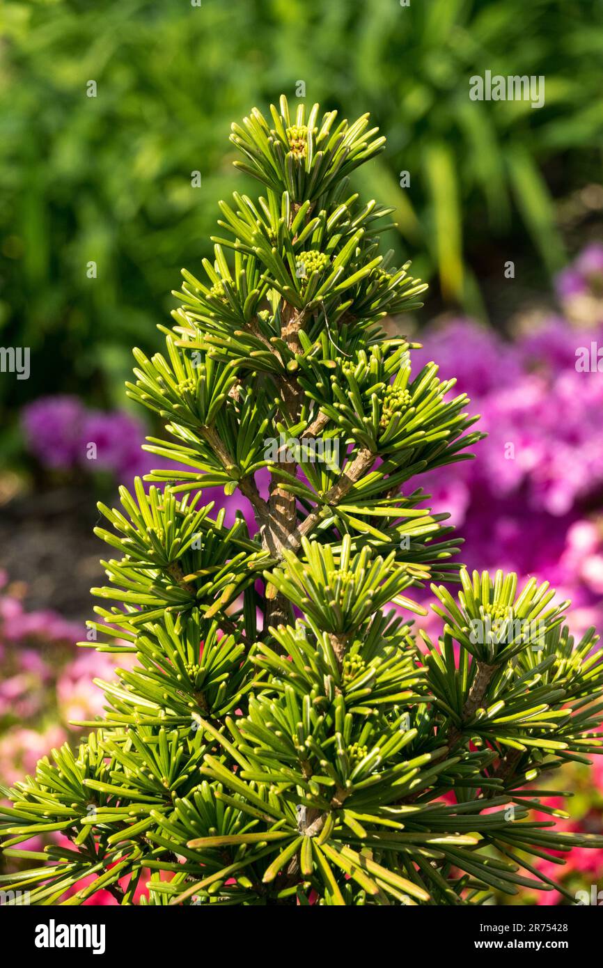 Closeup, Koyamaki, Japanese Umbrella Pine, Sciadopitys verticillata ...