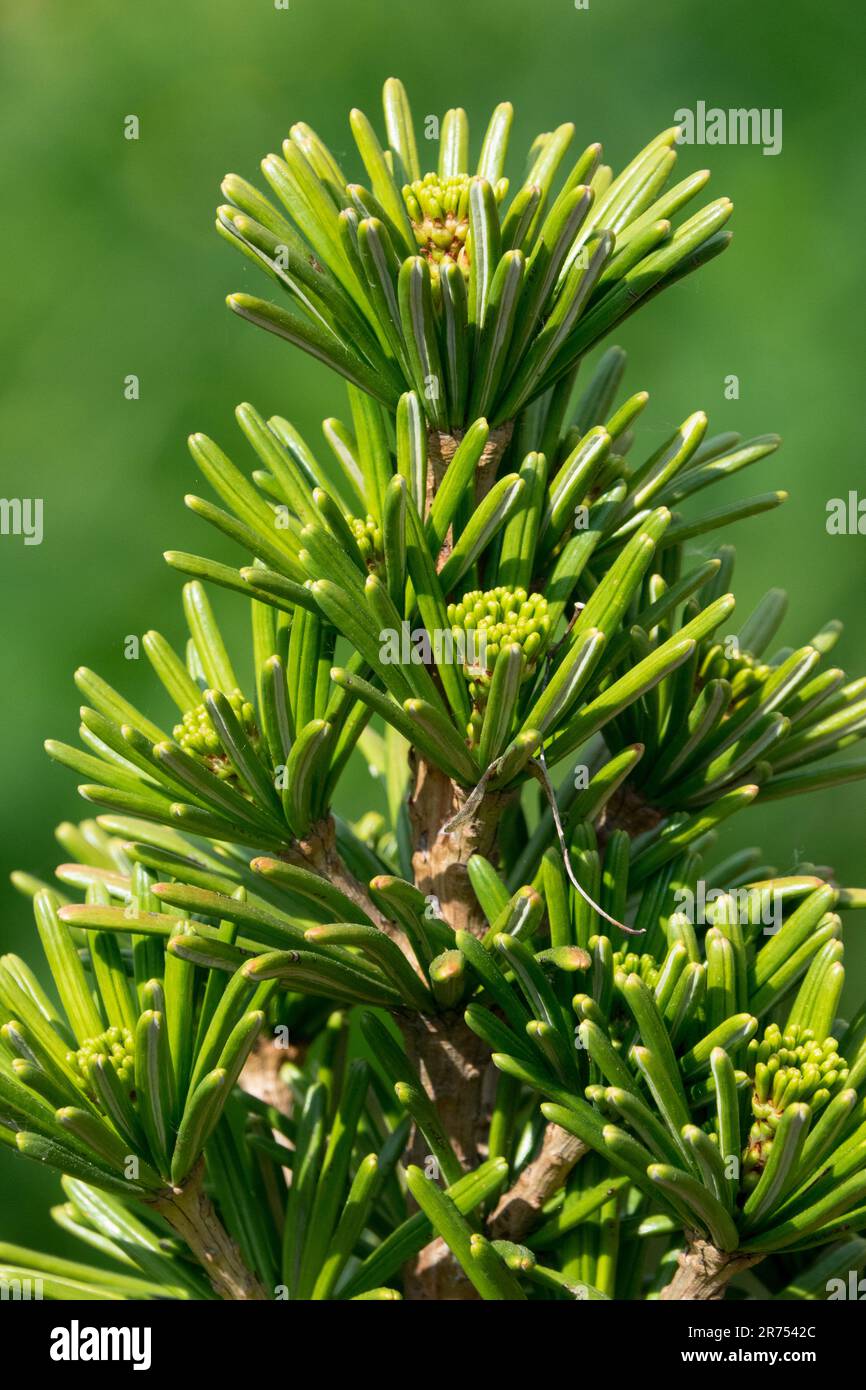 Close up Sciadopitys verticillata Japanese Umbrella Pine, Evergreen, Needles, Portrait Conifer Sciadopitys verticillata 'Maxi Sternschnuppe' Tree top Stock Photo