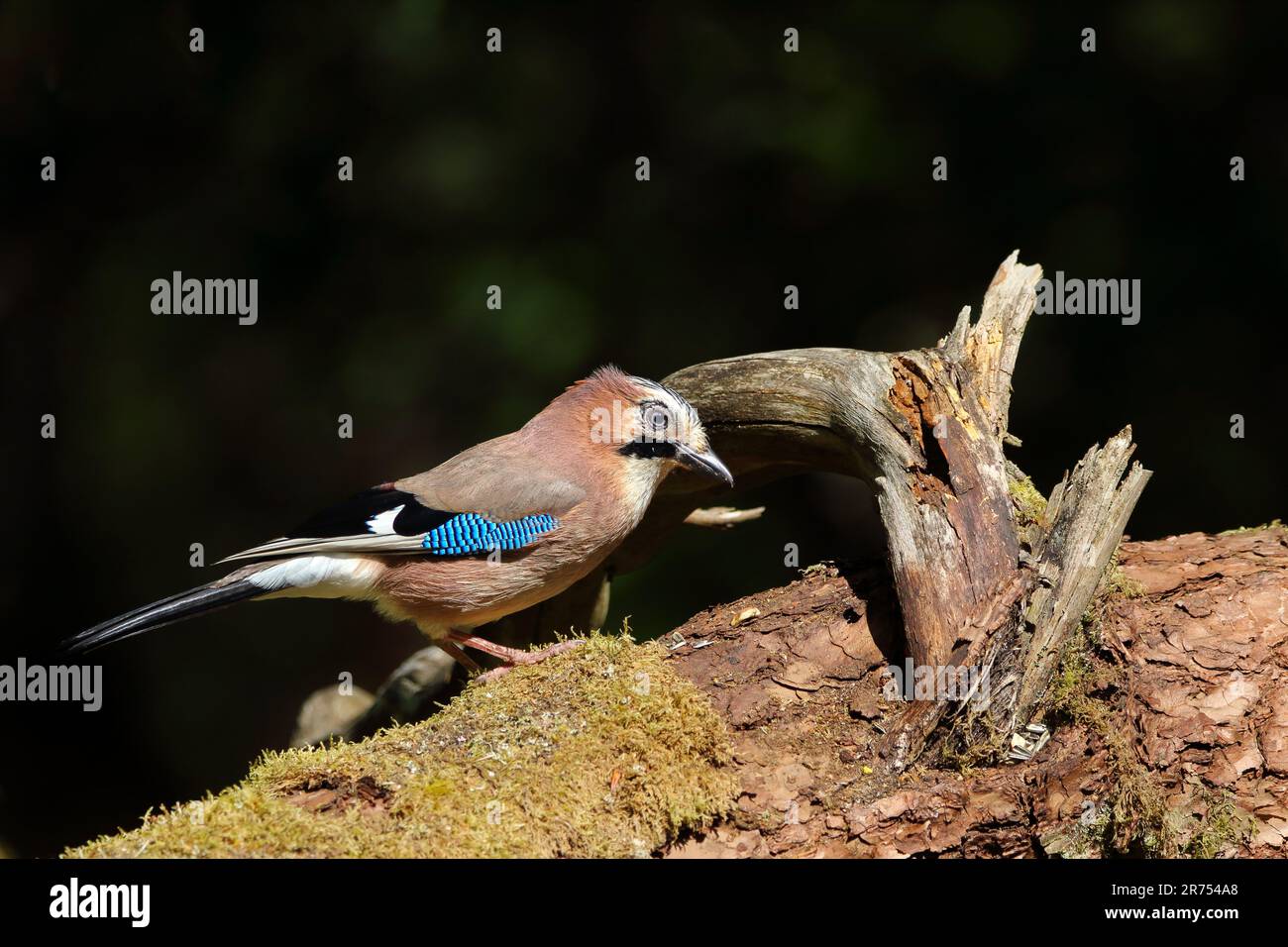 Eurasian Jay (Garrulus glandarius) perched on a log. Stock Photo