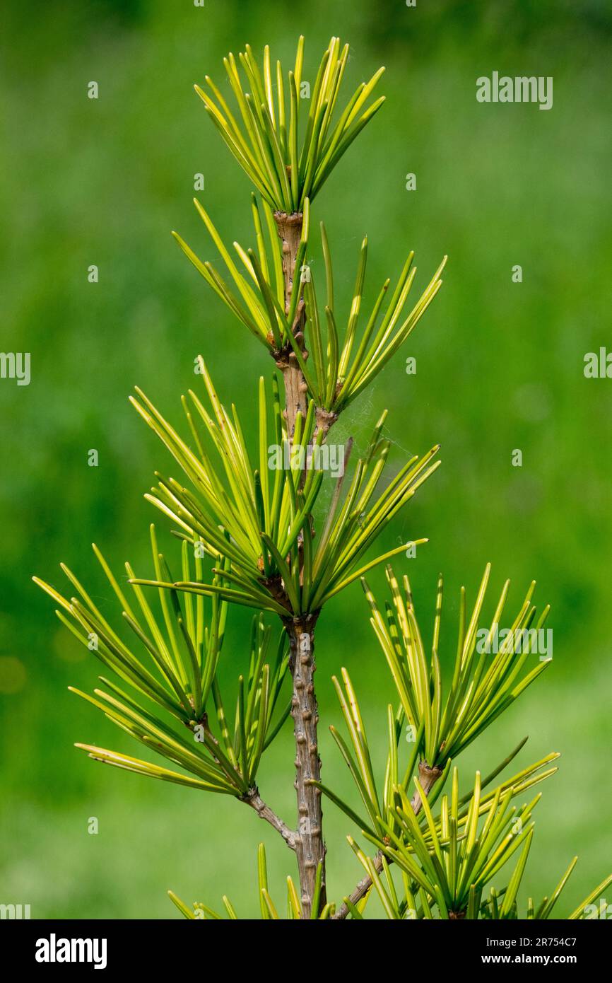 Japanese Umbrella Pine Sciadopitys verticillata Close up, Needles, Branch, Green, Yellow, Sciadopitys verticillata 'Marilyn Monroe' Portrait of a tree Stock Photo