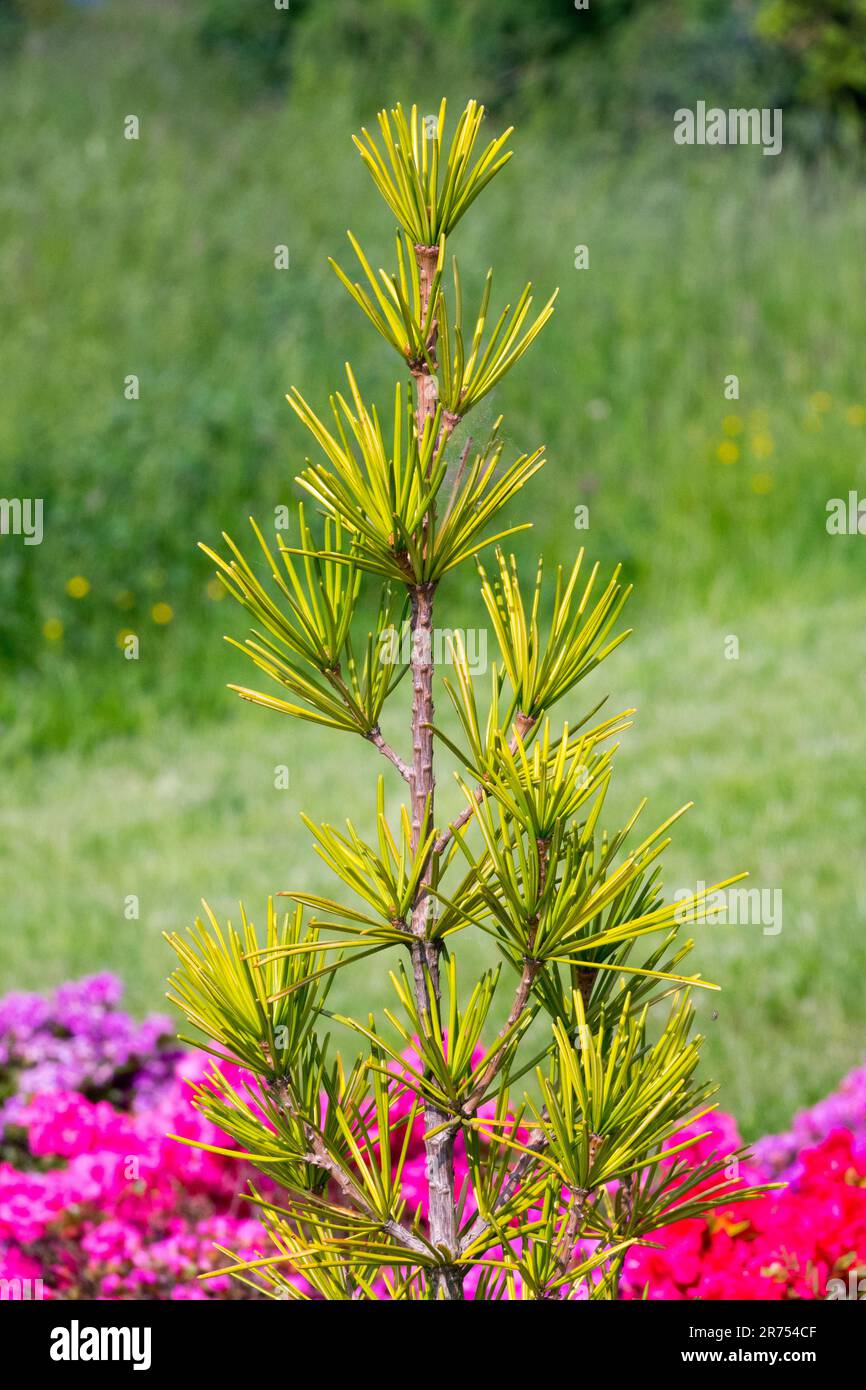 Sciadopitys verticillata, Tree, Upright, Japanese Umbrella Pine in Garden Stock Photo