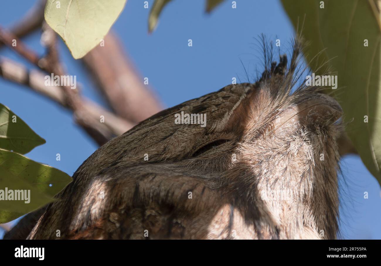 Head of Australian Marbled Frogmouth bird, podargus ocellatus, roosting in avocado tree in daytime. Camouflaged. Bristly feathers on head. Queensland. Stock Photo