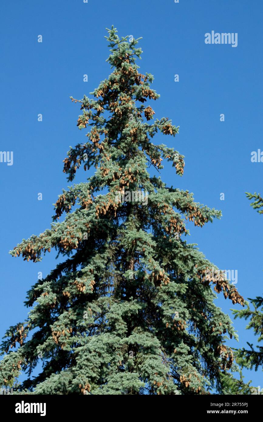Colorado Blue Spruce Tree Picea pungens 'Glauca' Stock Photo