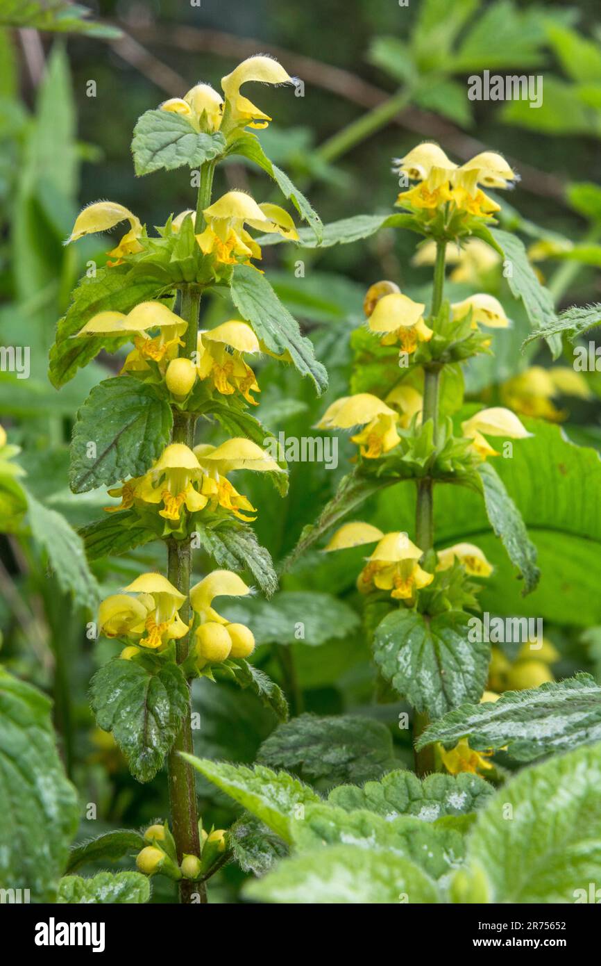 Flowering Yellow Archangel / Lamiastrum galeobdolon hybrid (also Lamium) - variegated garden variety. Medicinal plant. See FOCUS note in 'description' Stock Photo