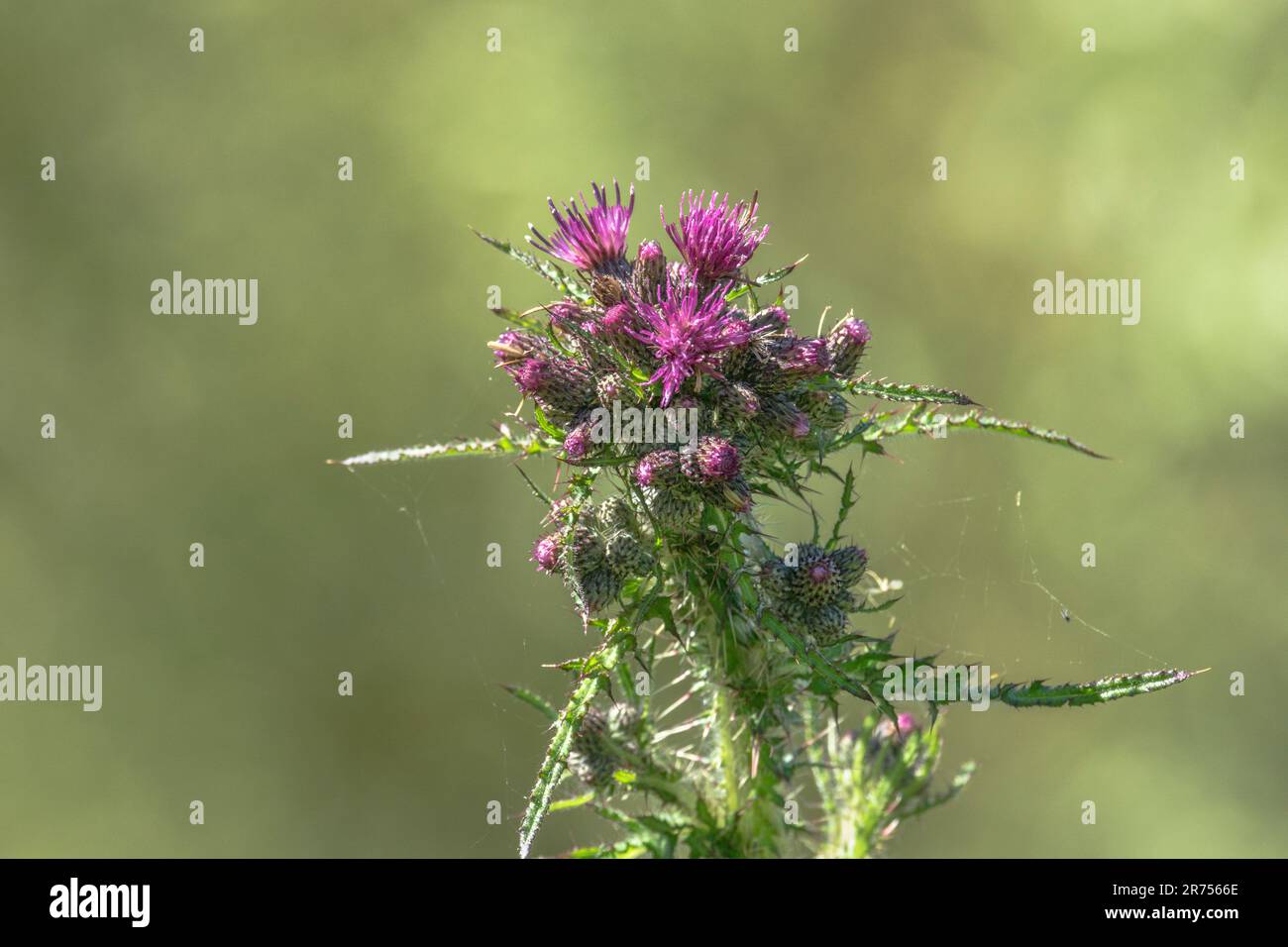Flowering head of the Marsh Thistle / Cirsium palustre, the stem of which is edible. Possible metaphor for pain / painful / sharp, also marshy ground. Stock Photo