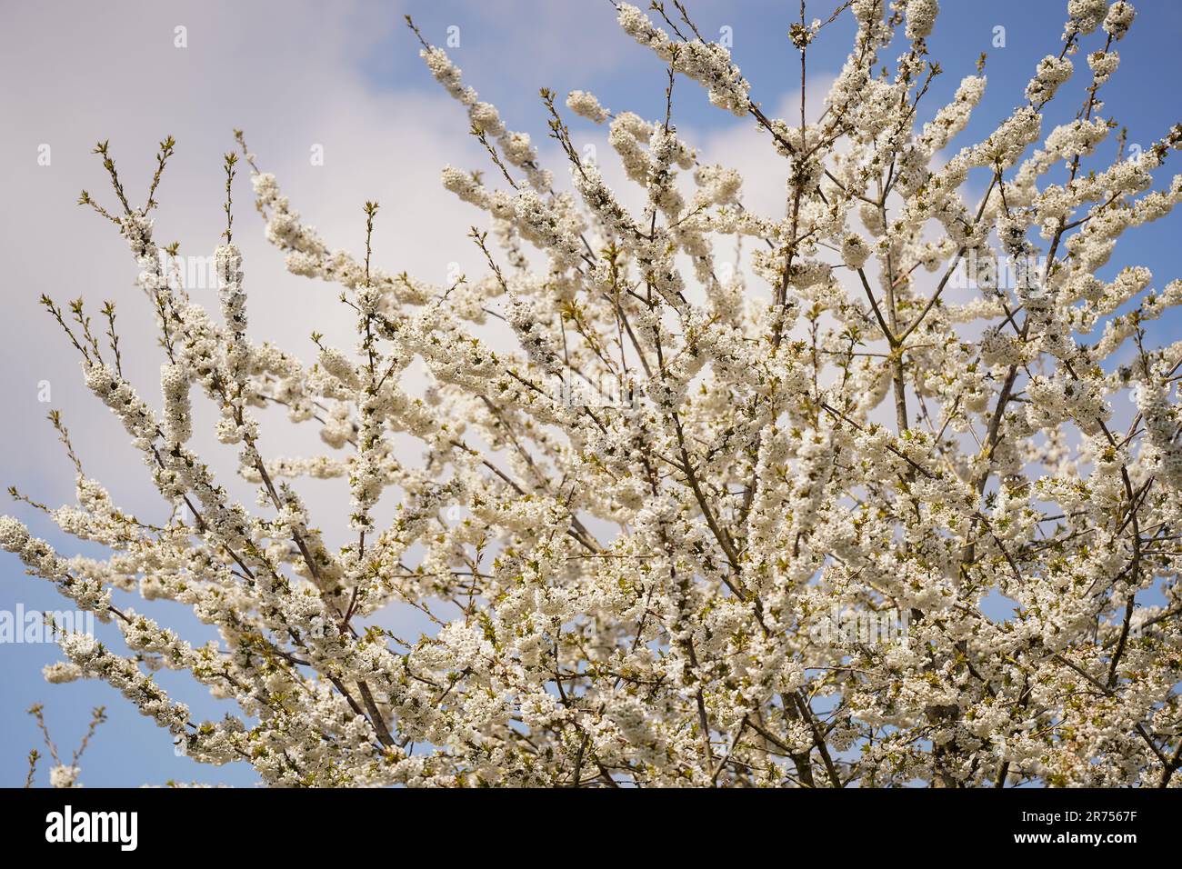 Branches of white cherry blossoms against a blue sky Stock Photo - Alamy