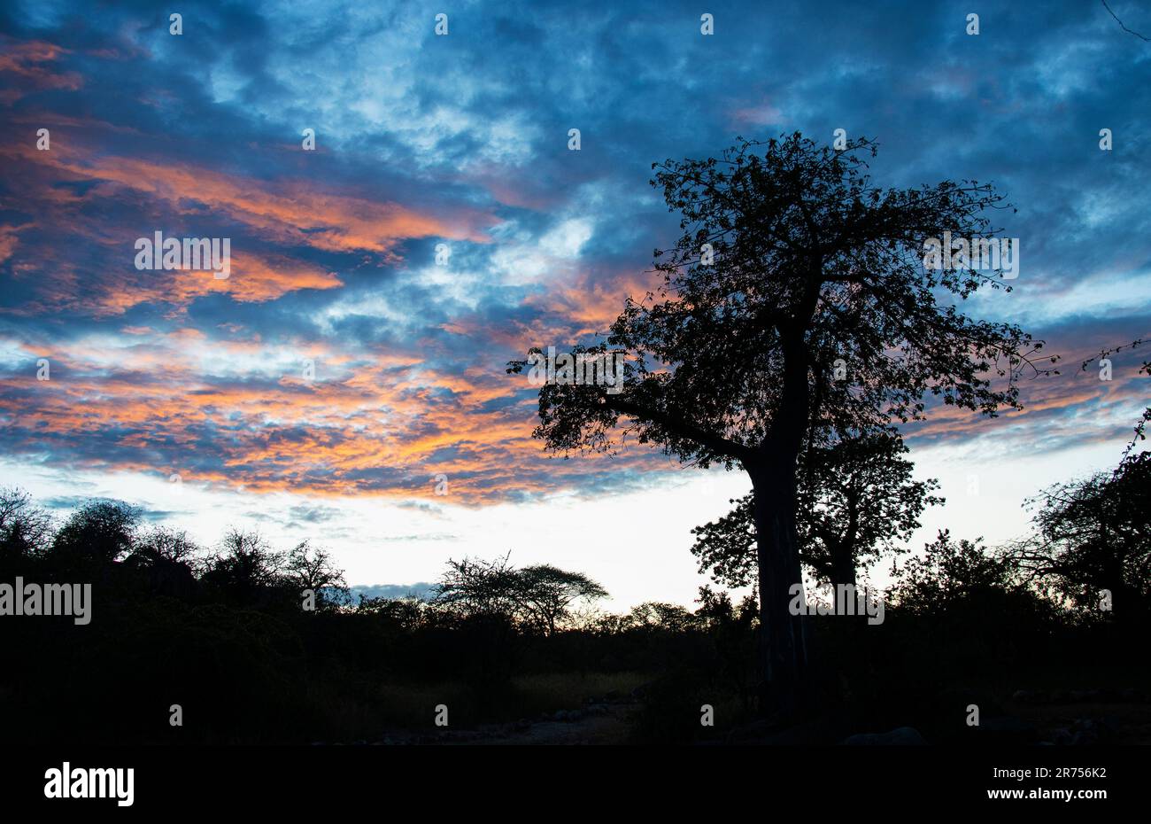 The distinctive outlines of the Baobab are silhouetted against the evening skies in Ruaha National Park. Stock Photo