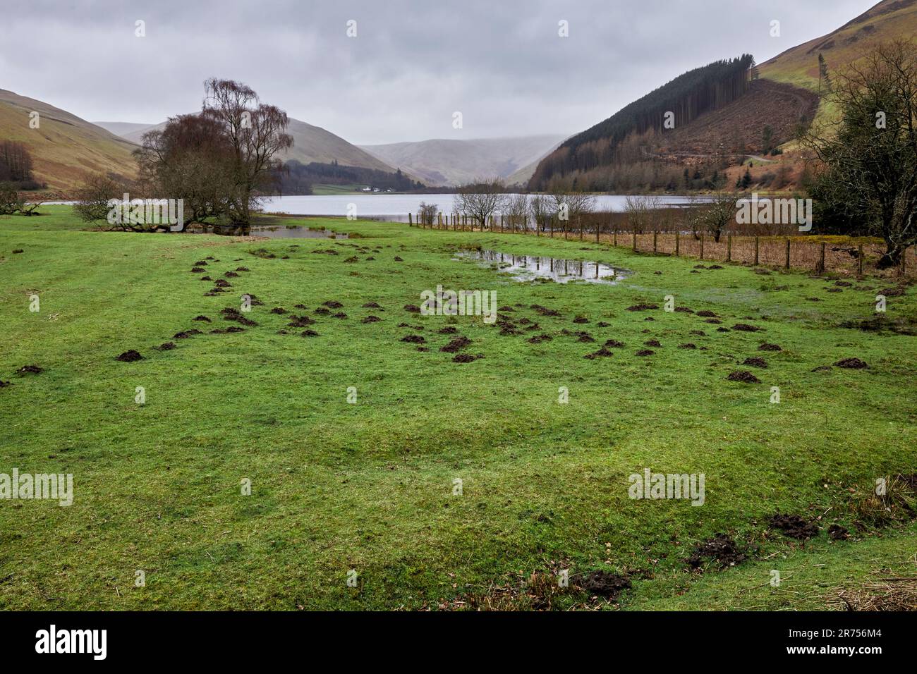In March and with a mole infestation, a view south across Loch of the Lowes from Tibbie Shiels Inn. Dumfries and Galloway, Borders, Scotland Stock Photo