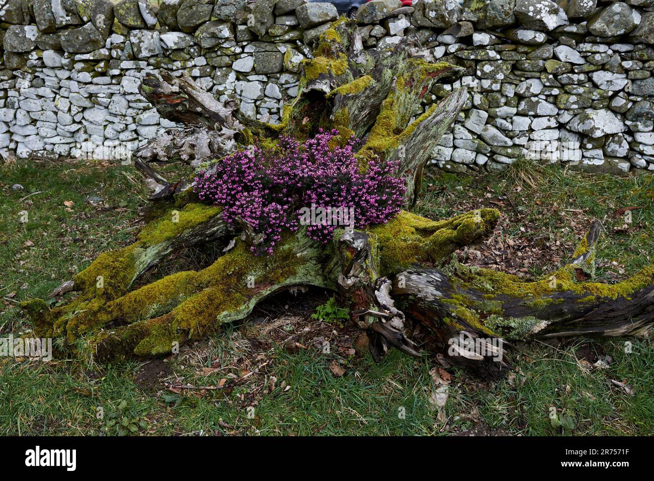 Heather growing on an old rotting tree stump outside Tibbie Shiel's Inn by St Mary's Loch. Scotland Stock Photo