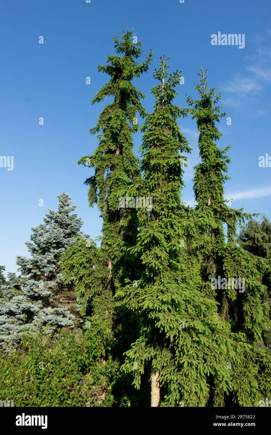 Picea abies 'Rothenhaus' Norway spruce Trees Upright European spruce Tree Columnar Picea Narrow Form Stock Photo