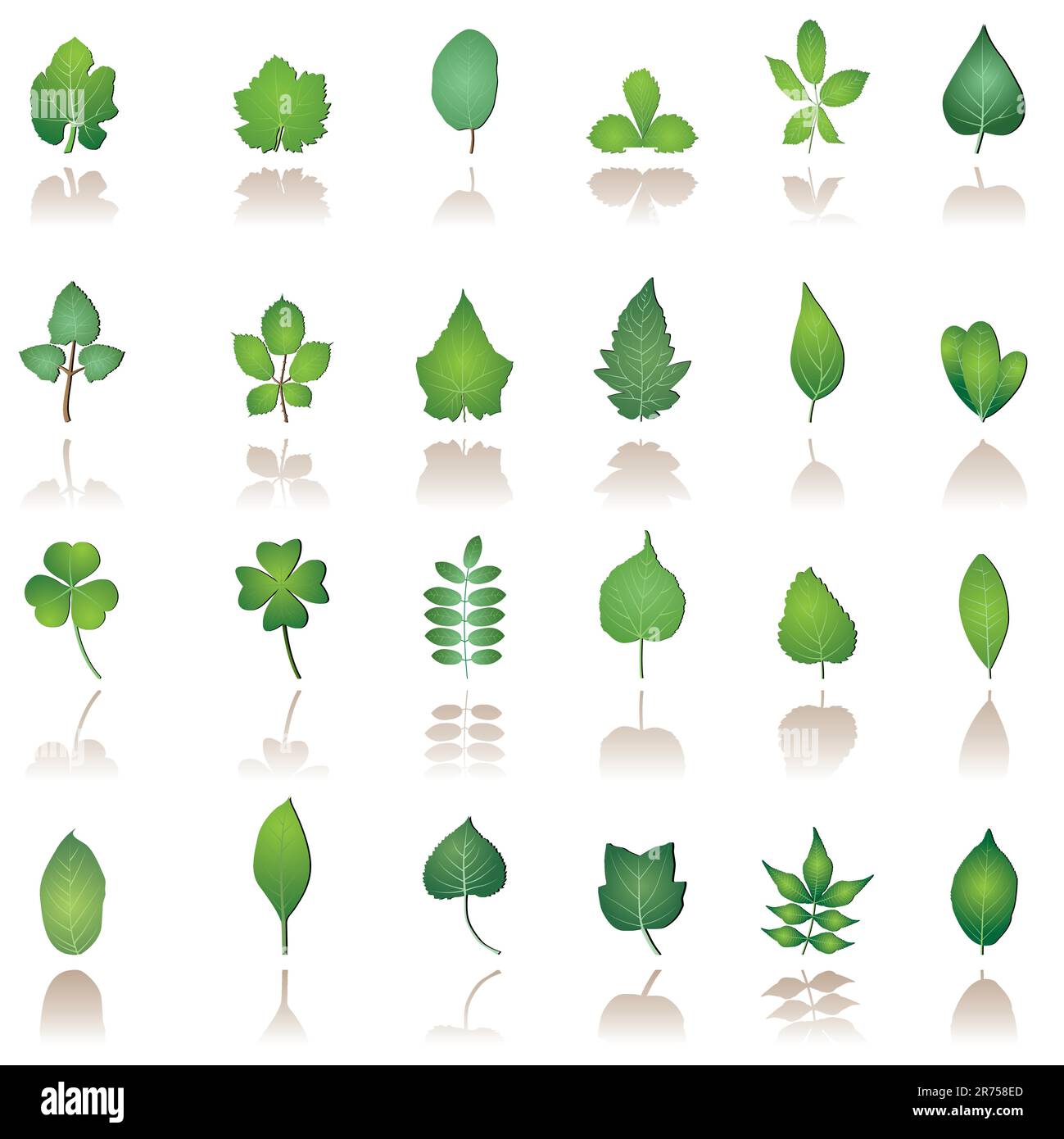 Lemon tree tomato Stock Vector Images - Alamy