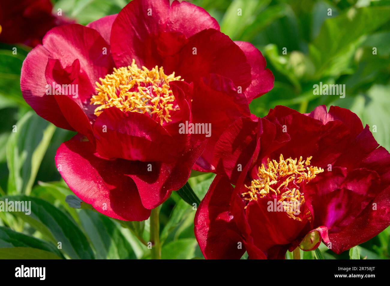 Peony 'Chocolate Soldier', Flower, Red, Bloom, Paeonia 'Chocolate Soldier' Stock Photo