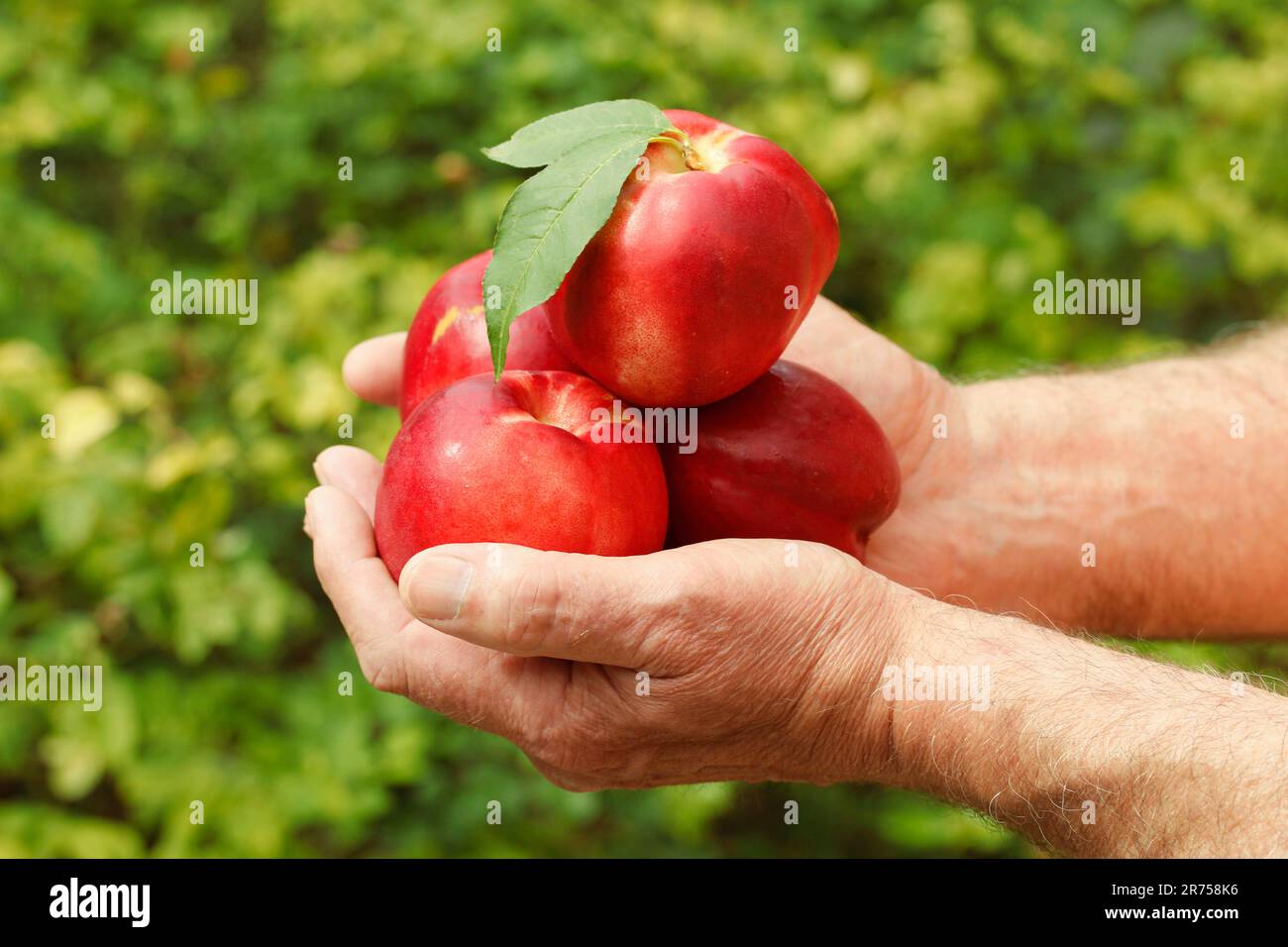 Nectarines. Stock Photo