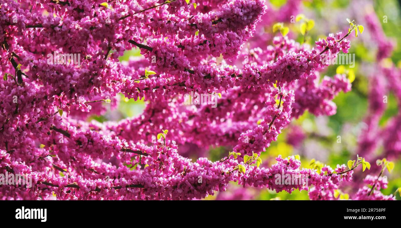 pink blossoming redbud branch. warm april day Stock Photo