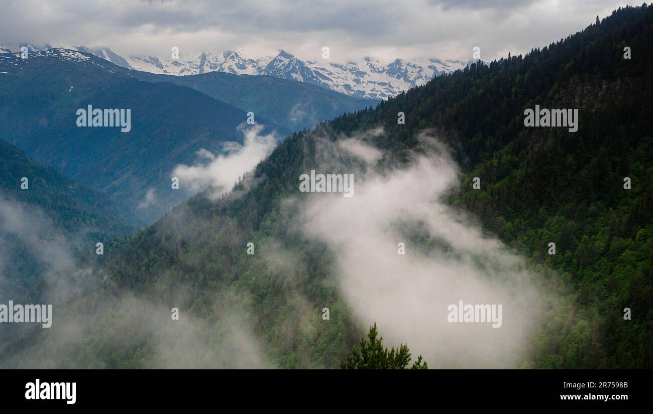 Misty landscape fir forest hi-res stock photography and images - Alamy