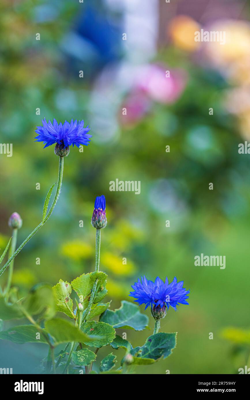 Cornflower 'Blue Diadem', Bokeh Stock Photo