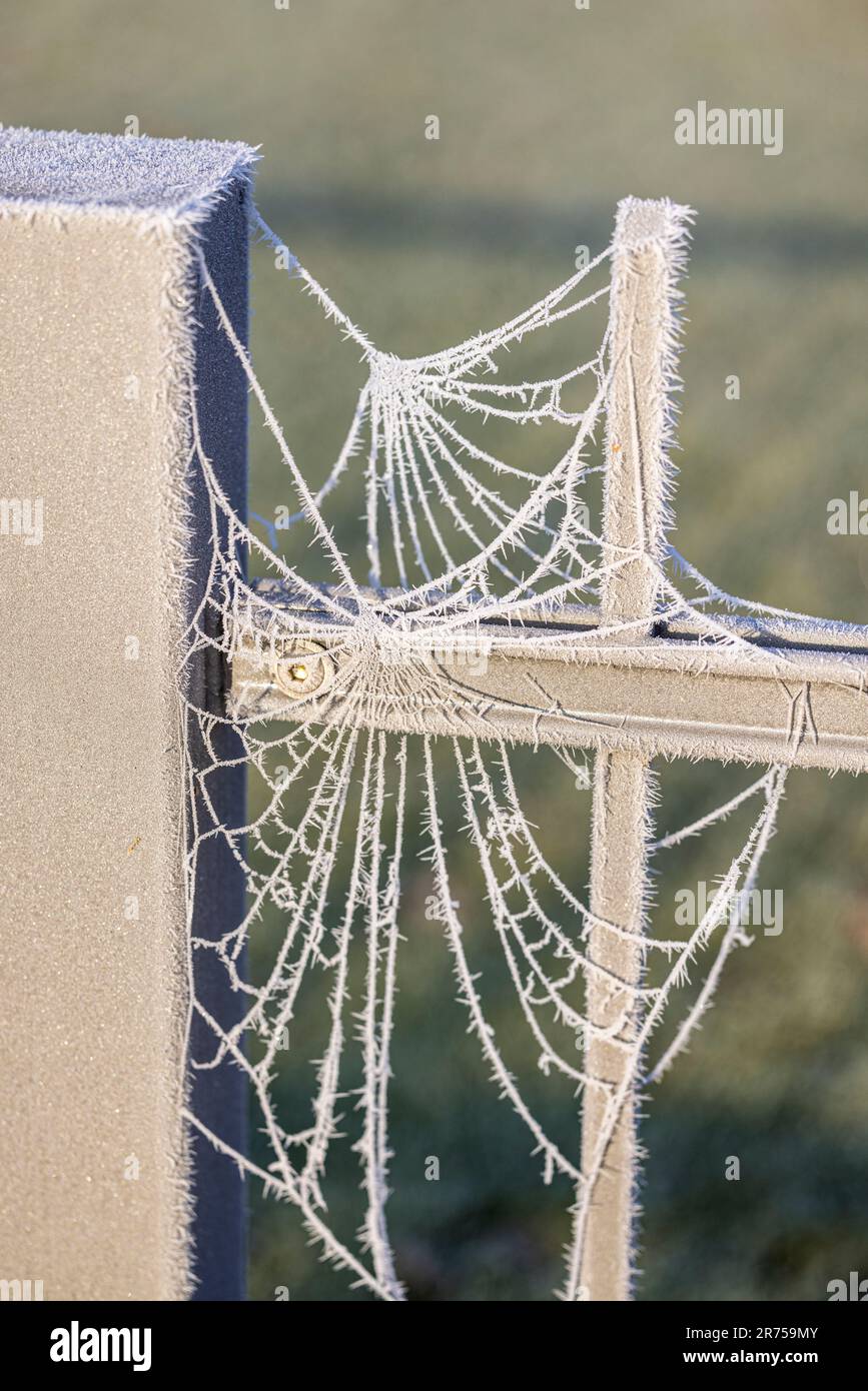 frozen spider web on a fence Stock Photo Alamy