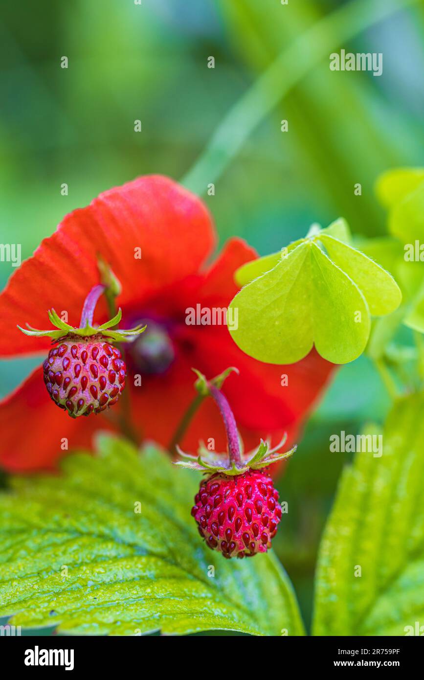 Natural background with big red ripe wild strawberries Stock Photo - Alamy