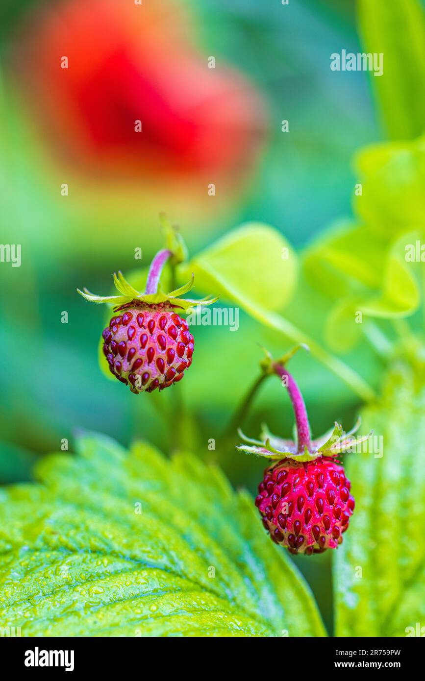 Natural background with big red ripe wild strawberries Stock Photo - Alamy