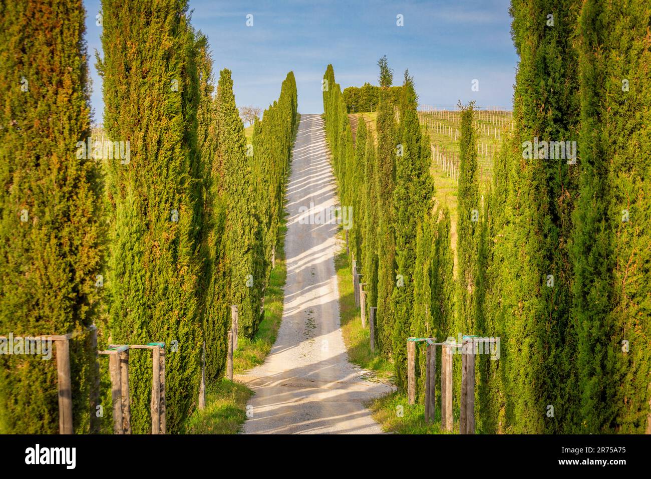 Italy, Tuscany, Siena province, Castelnuovo Berardenga, cypress grove near the village of San Gusmè Stock Photo