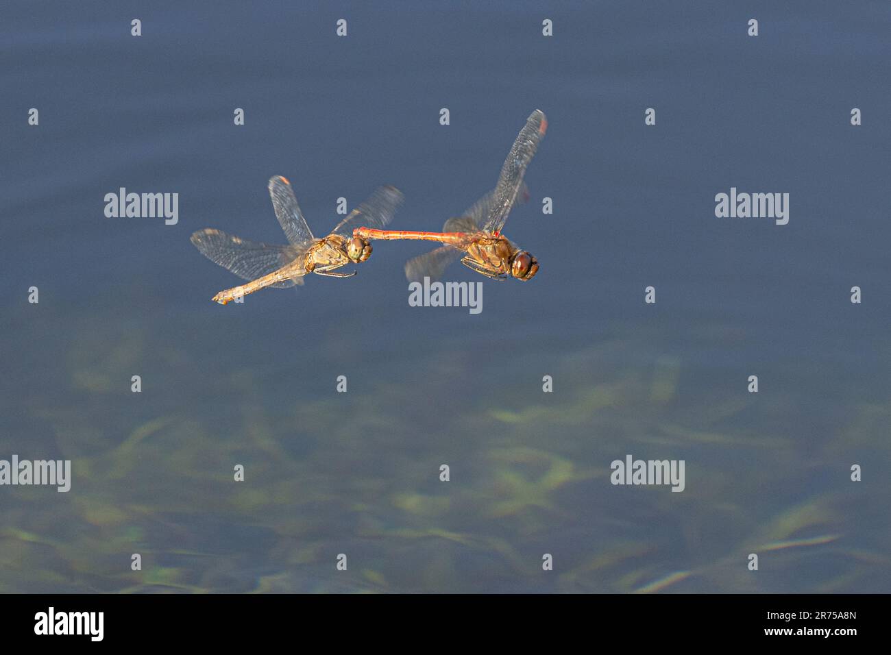 common sympetrum, common darter (Sympetrum striolatum), flying tandem before oviposition in mid-November, climate change, Germany, Bavaria Stock Photo