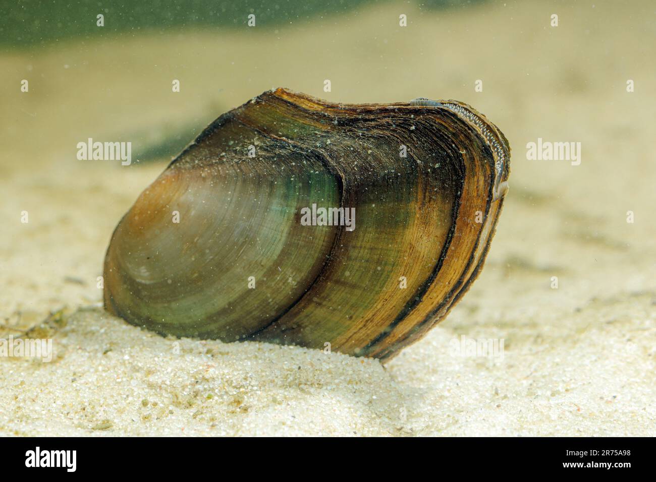 swan mussel (Anodonta cygnea), on sandy ground, Germany Stock Photo