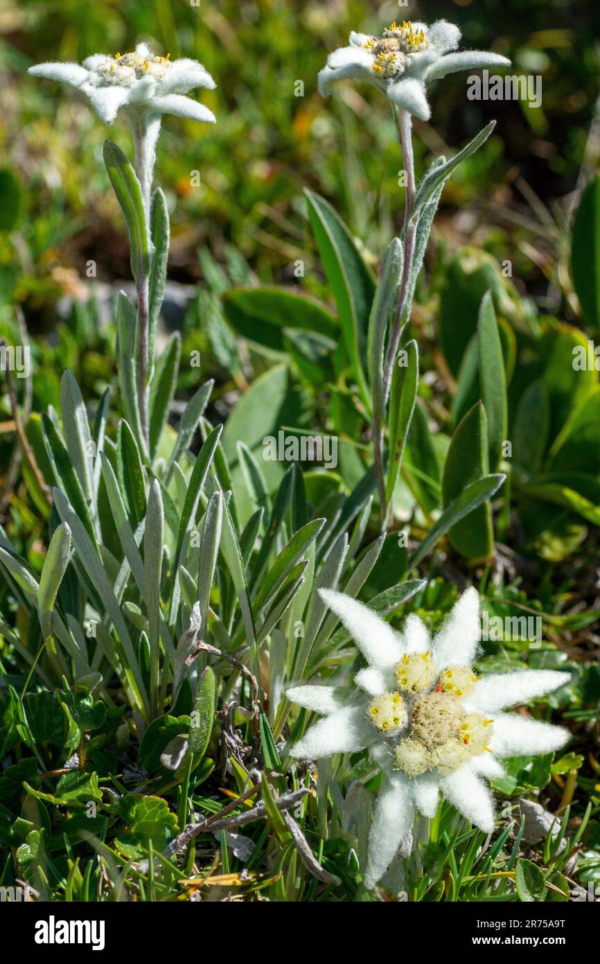 Edelweiss (Leontopodium alpinum, Leontopodium nivale), blooming, composing, Austria, Tyrol Stock Photo