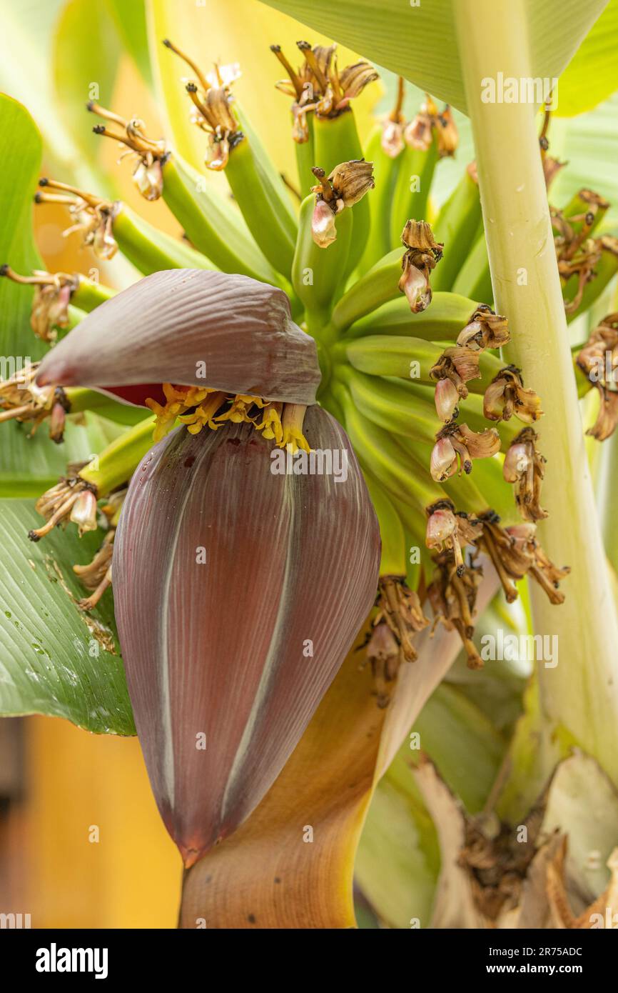 banana (Musa paradisiaca, Musa x paradisiaca), inflorescence with female and male flowers Stock Photo