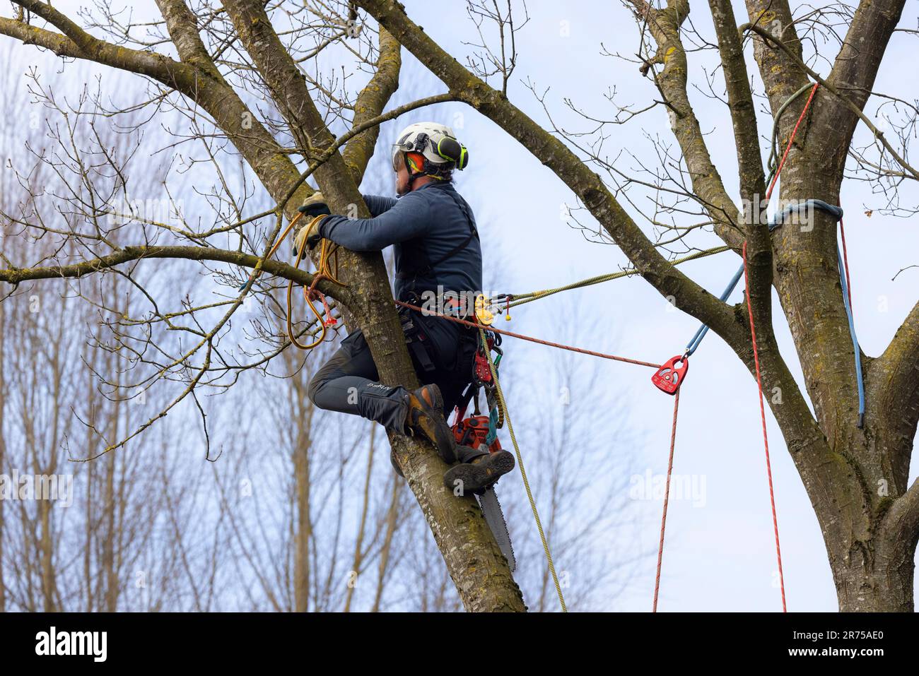 tree care service in an oak, Germany, Bavaria, Isental Stock Photo