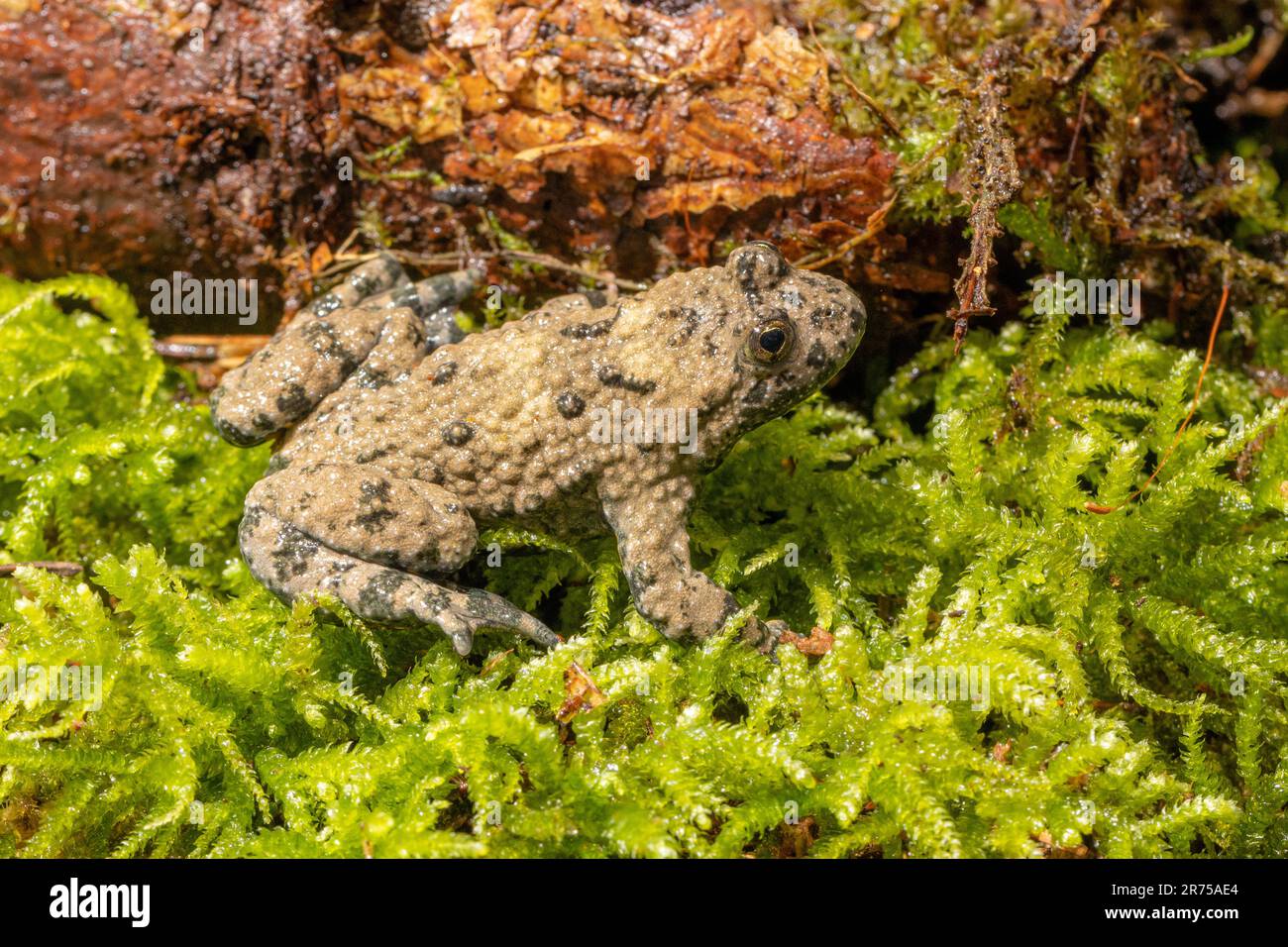 yellow-bellied toad, yellowbelly toad, variegated fire-toad (Bombina variegata), on moss, side view, Germany, Bavaria Stock Photo