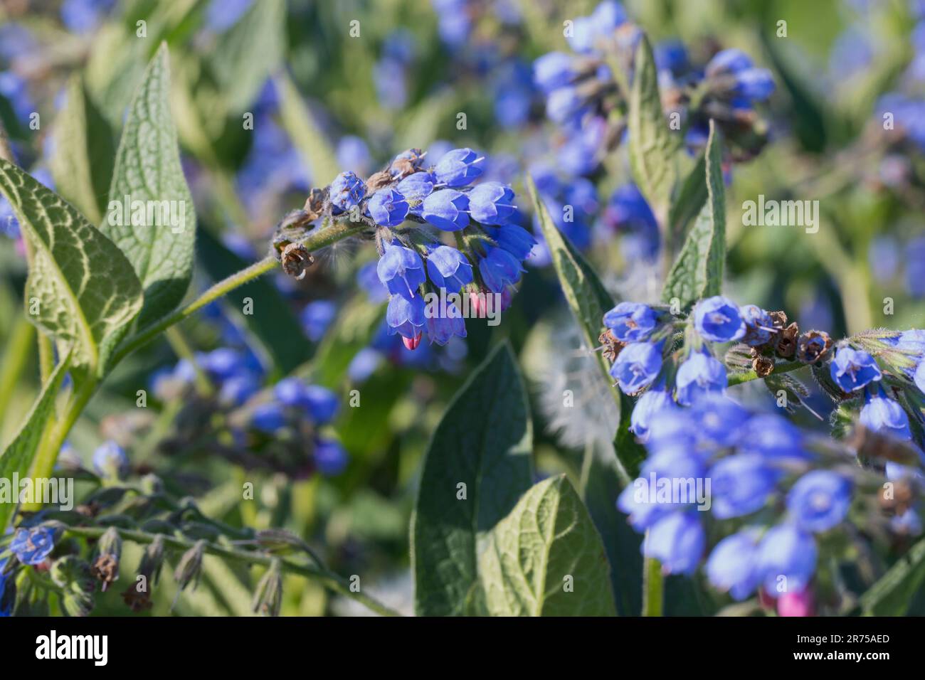 Beinwell, blue comfrey, Caucasian comfrey (Symphytum caucasicum), blooming, Sweden Stock Photo