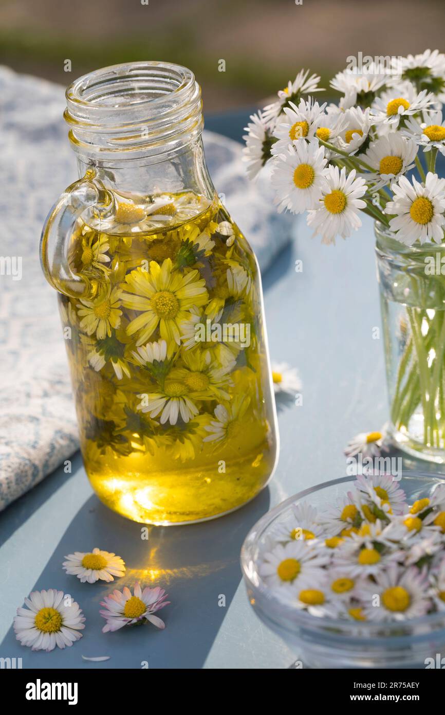 common daisy, lawn daisy, English daisy (Bellis perennis), making of lawn daisy oil, Germany Stock Photo