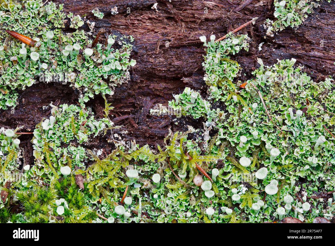 cup lichen (Cladonia spec.), on dead wood, Germany, North Rhine-Westphalia Stock Photo