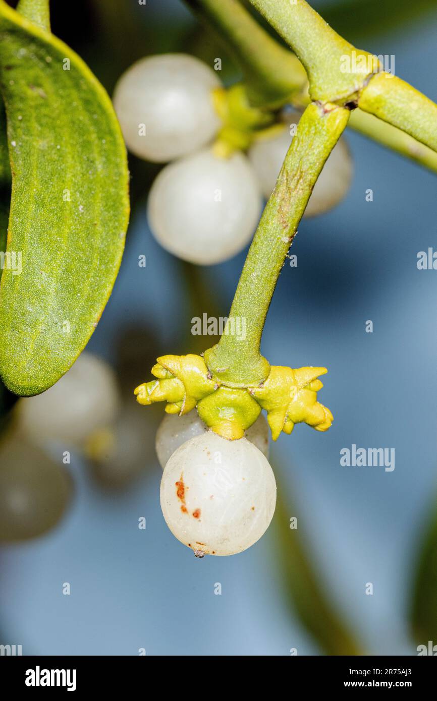 mistletoe (Viscum album subsp. album, Viscum album), berries, Germany, Bavaria Stock Photo