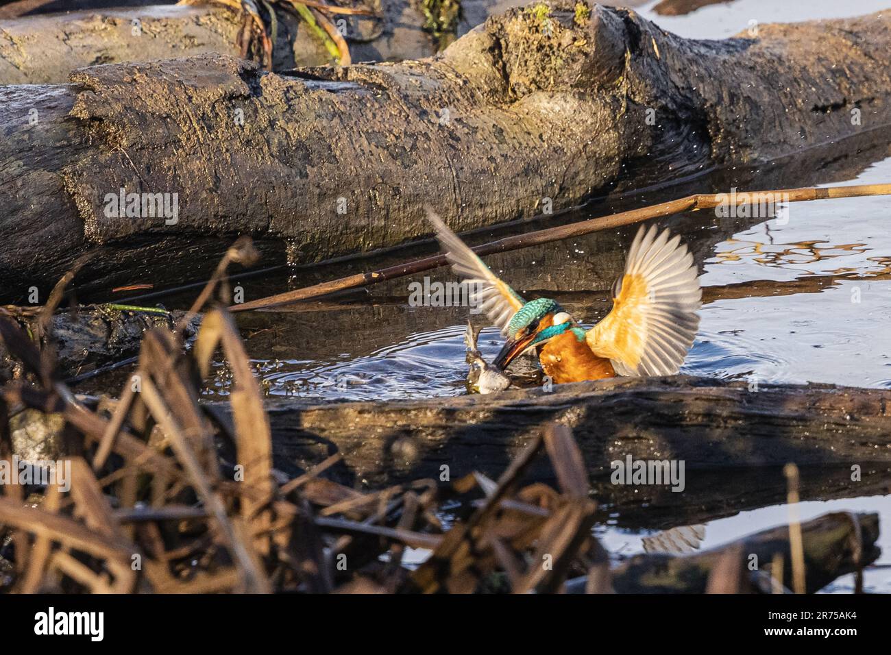 river kingfisher (Alcedo atthis), capturing a green frog at the end of December, climate change, Germany, Bavaria Stock Photo