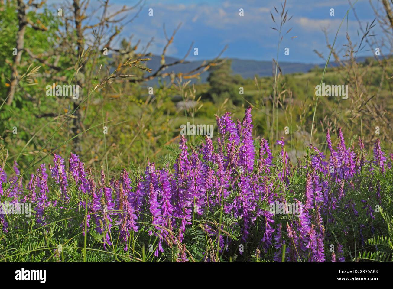 Vetch Alaska bird vetch, tinegrass, tufted vetch (Vicia cracca), blooming, Germany ...