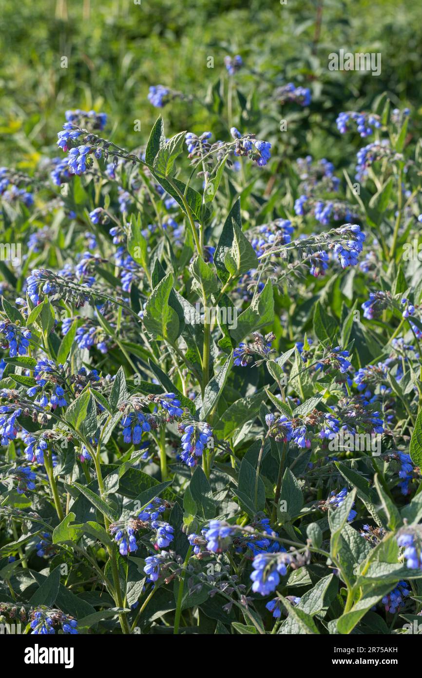 Beinwell, blue comfrey, Caucasian comfrey (Symphytum caucasicum), blooming, Sweden Stock Photo