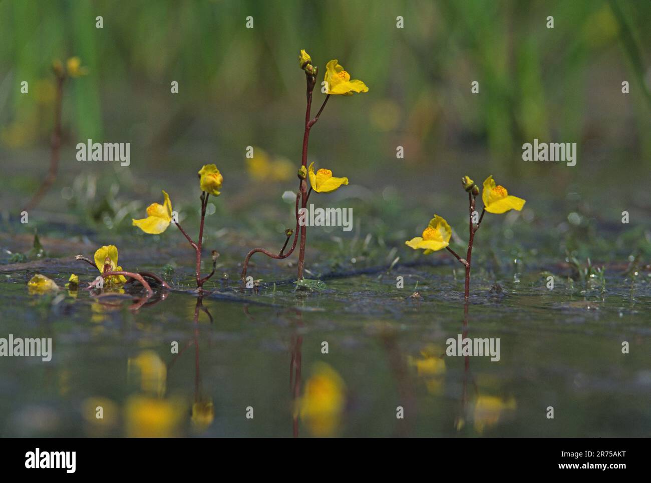 Bladderwort Plant Hi res Stock Photography And Images Alamy