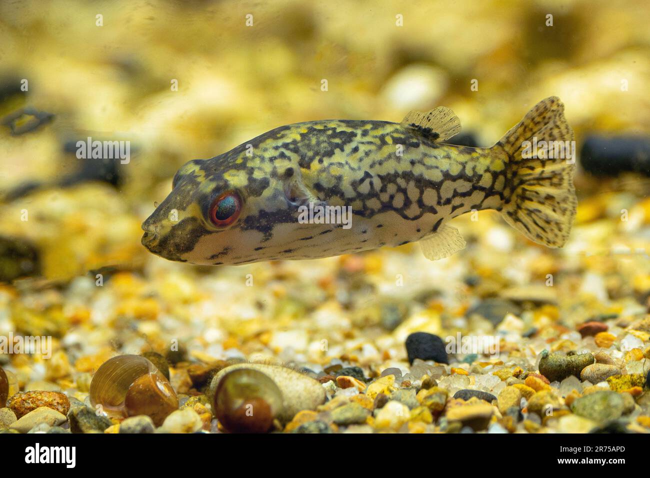 Red tailed Red eye puffer, Crested Puffer (Carinotetraodon irrubesco), swimming female, side view Stock Photo