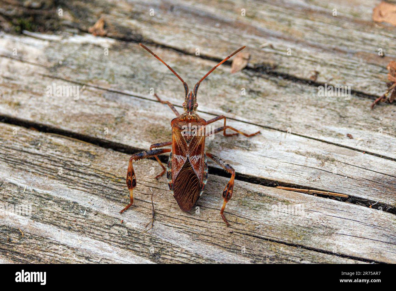 Western conifer seed bug (Leptoglossus occidentalis), on dead wood, Germany, Bavaria, Grundlossee Stock Photo