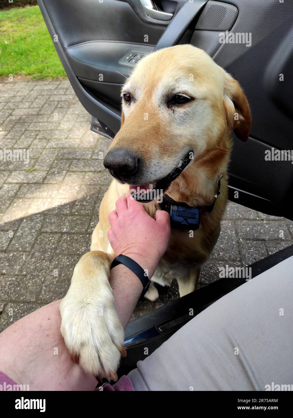 Labrador Retriever (Canis lupus f. familiaris), yellow male saying goodbye to his master at the car, not allowed to go on vacation Stock Photo
