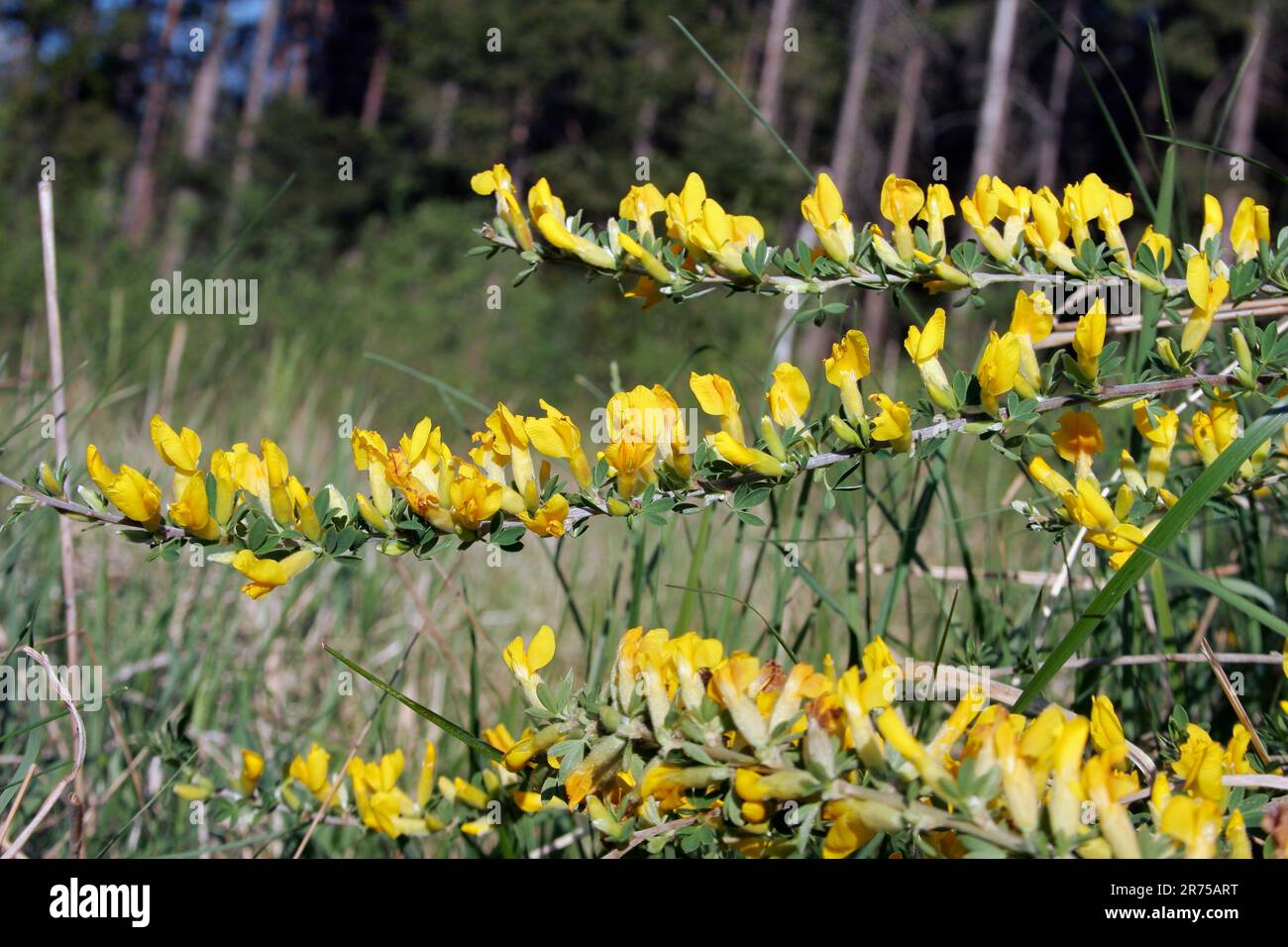 Regensburg Broom (Chamaecytisus ratisbonensis, Cytisus ratisbonensis), blooming, Germany Stock Photo