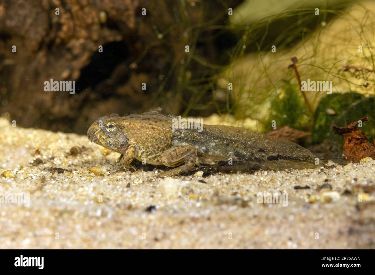 marsh frog, lake frog (Rana ridibunda, Pelophylax ridibundus), four-legged tadpole with remains of skin, side view, Germany, Bavaria Stock Photo